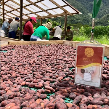 Granos de cacao chuncho