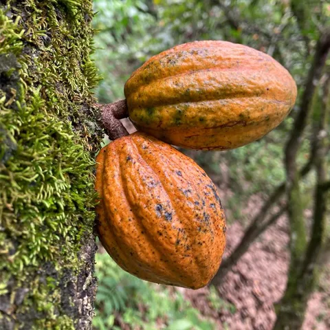 El cultivo del cacao chuncho